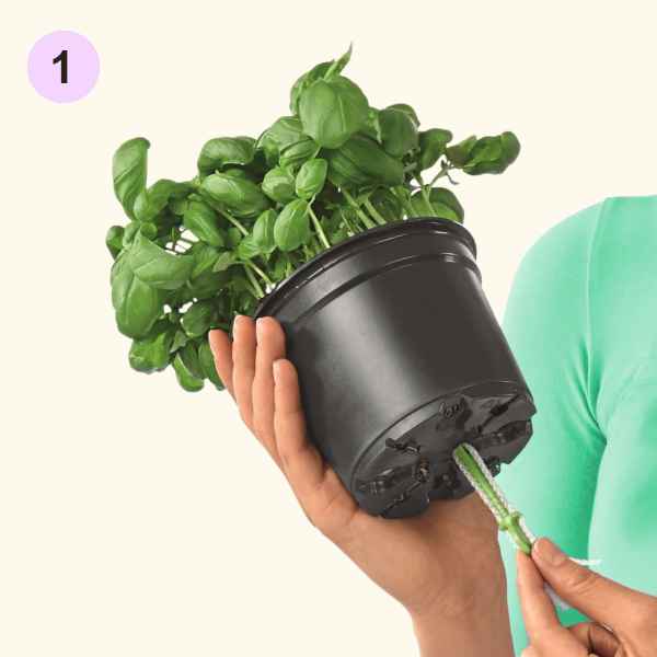 Insertion of Wick into the Grow Pot
